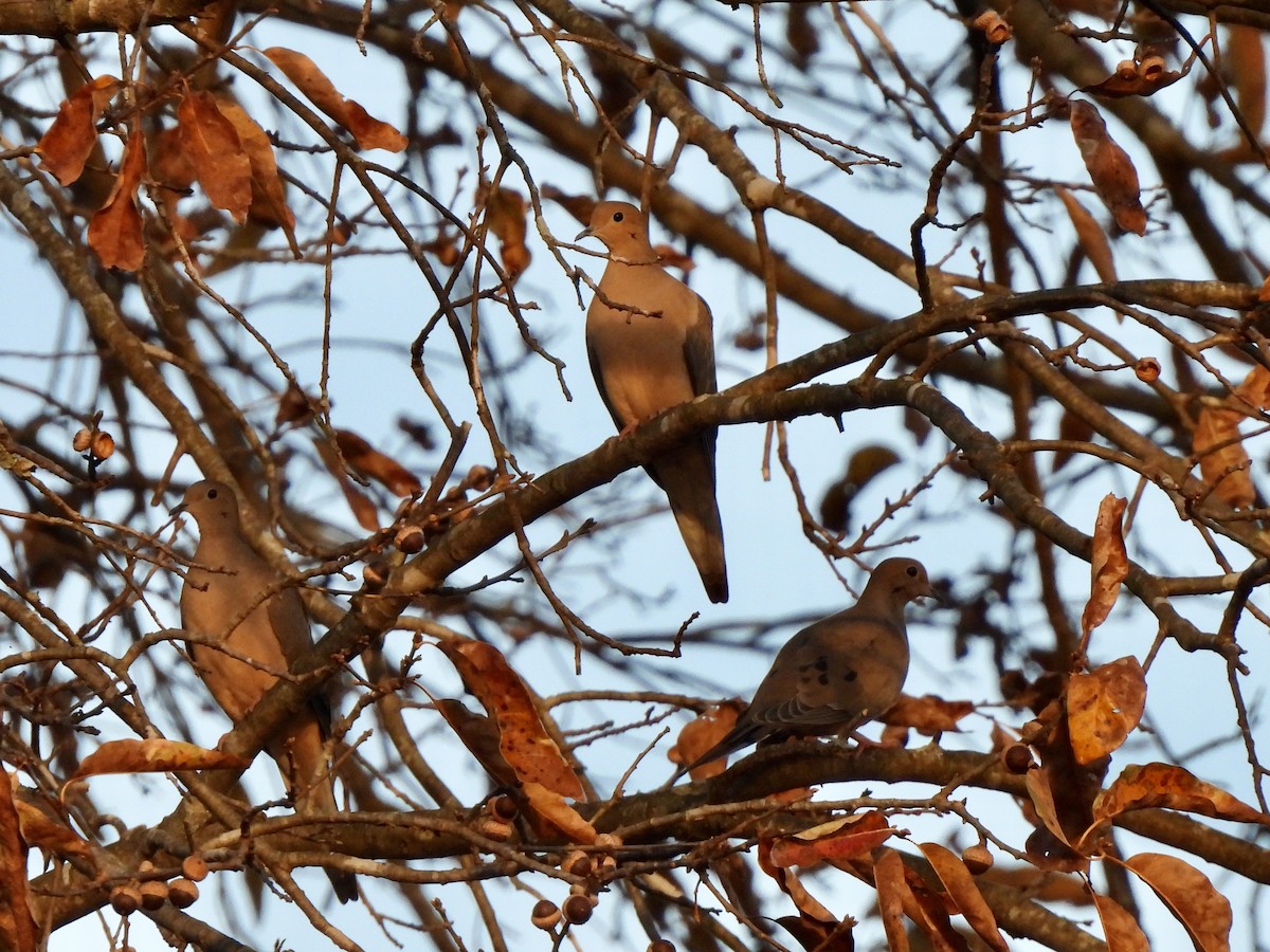 Mourning Dove - ML645421543