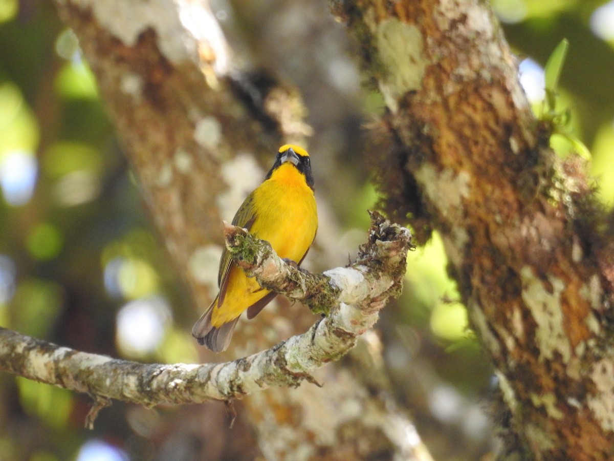 Thick-billed Euphonia - ML645421544