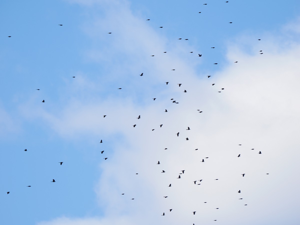 Common Grackle - ML645421549