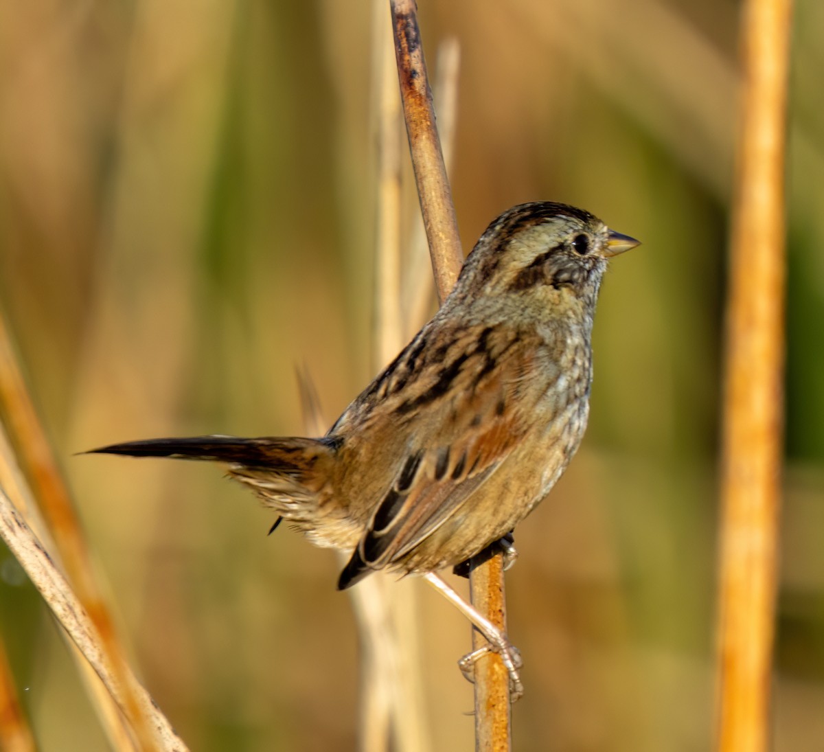 Bruant des marais - ML645421551