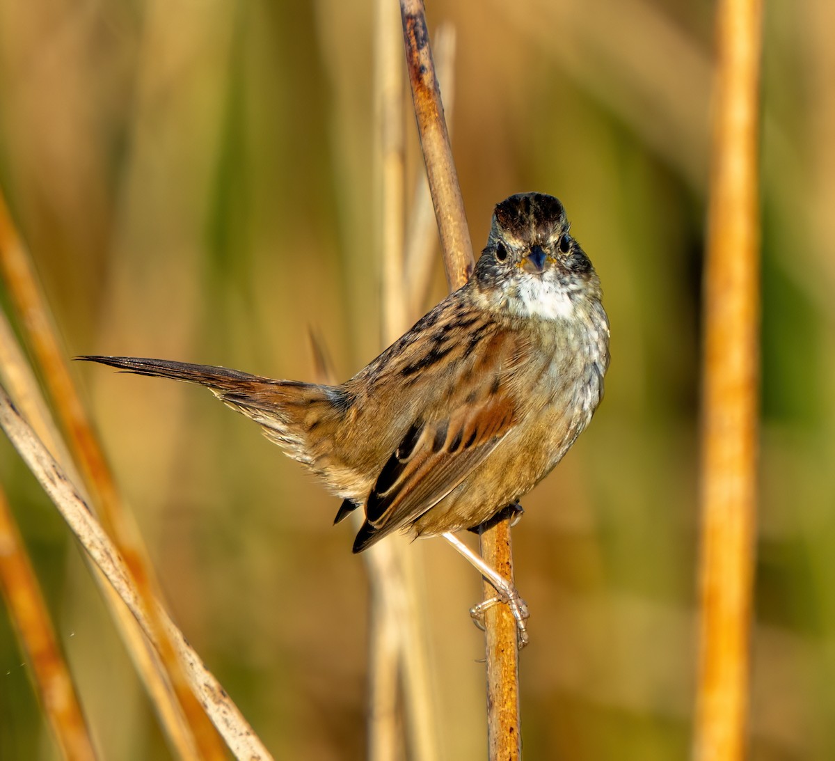 Bruant des marais - ML645421556