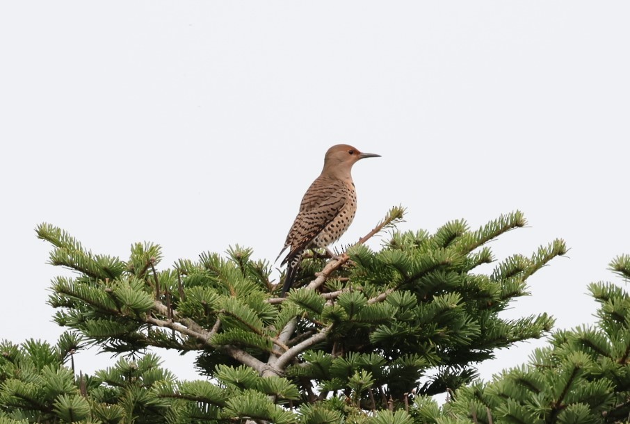 Northern Flicker - ML645421565