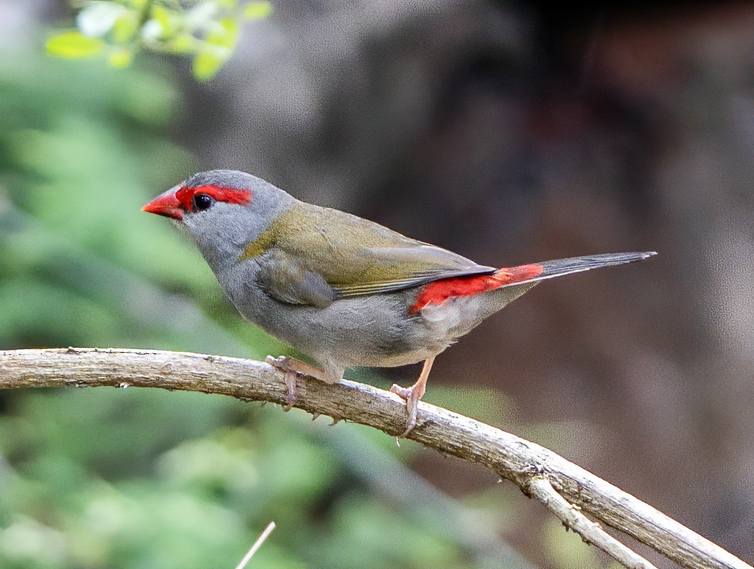 Al Kaşlı Belikınalı - ML645421569