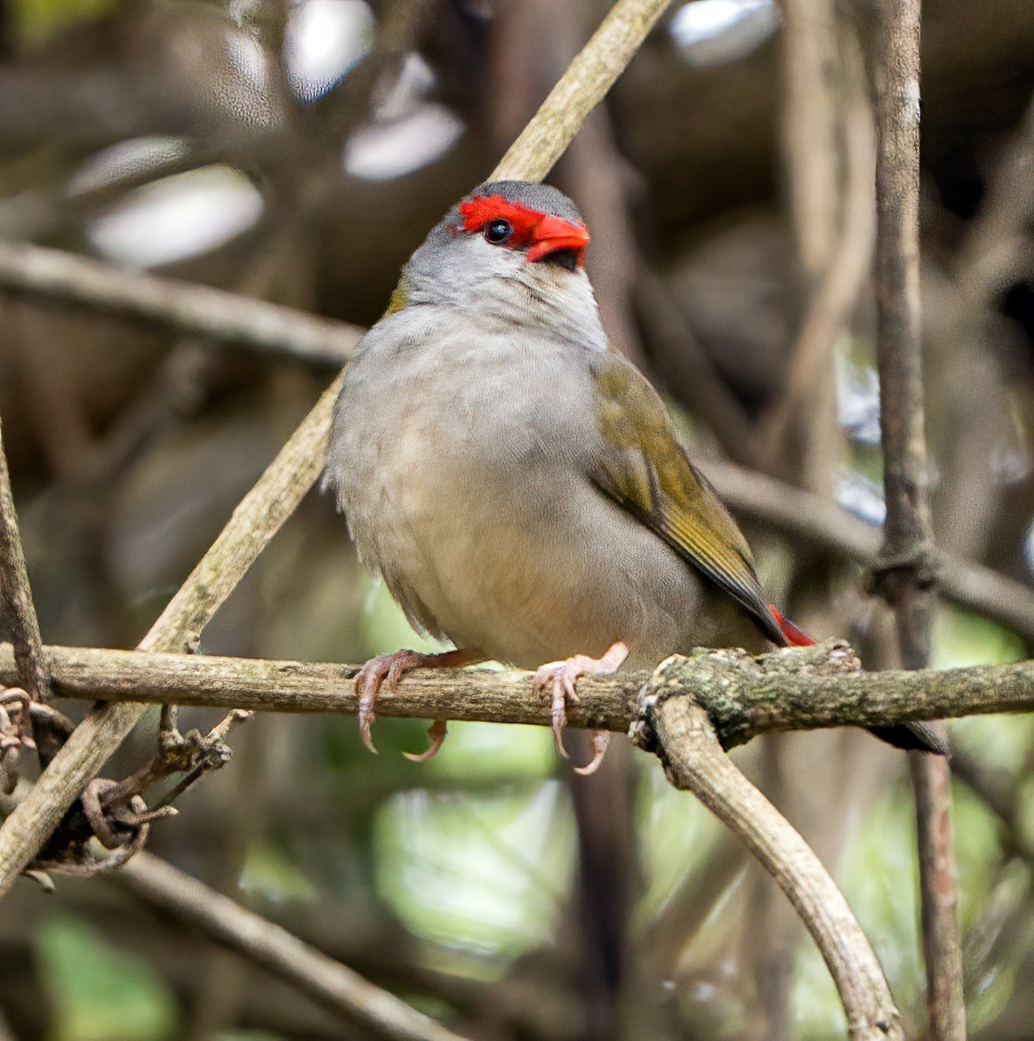 Al Kaşlı Belikınalı - ML645421576