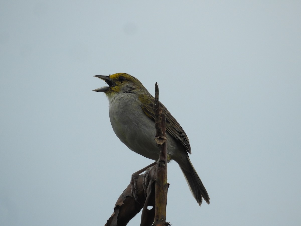 Yellow-browed Sparrow - ML645421577