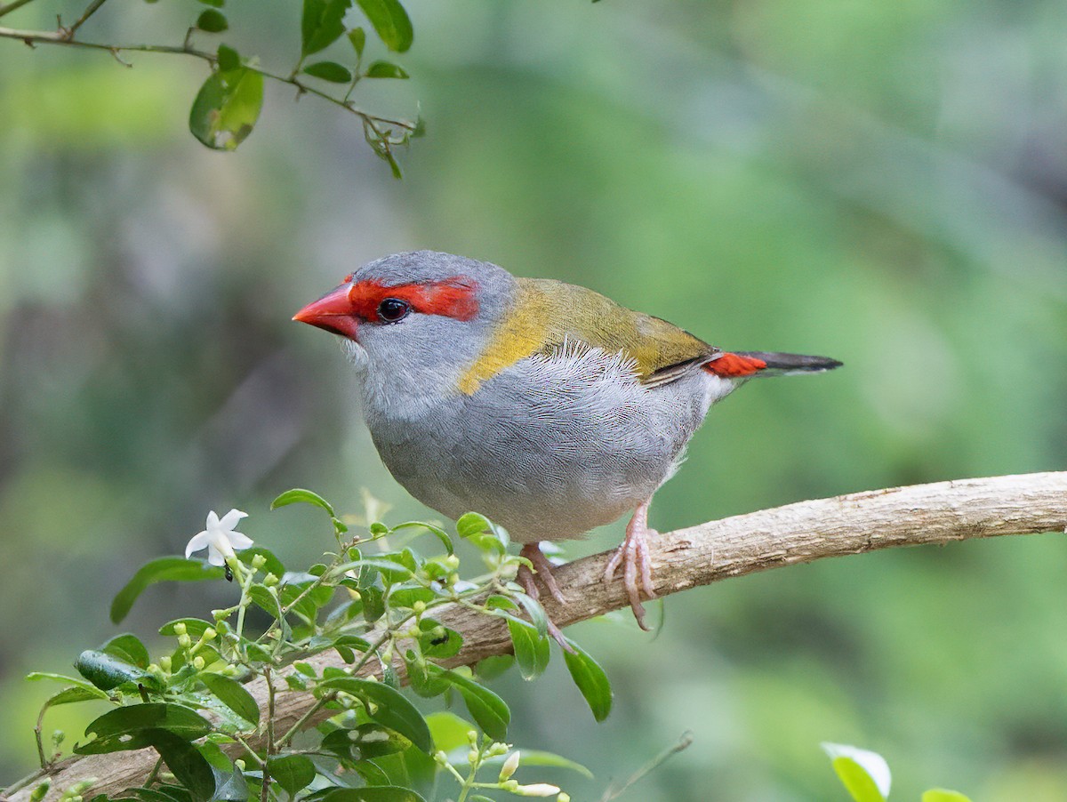 Al Kaşlı Belikınalı - ML645421583