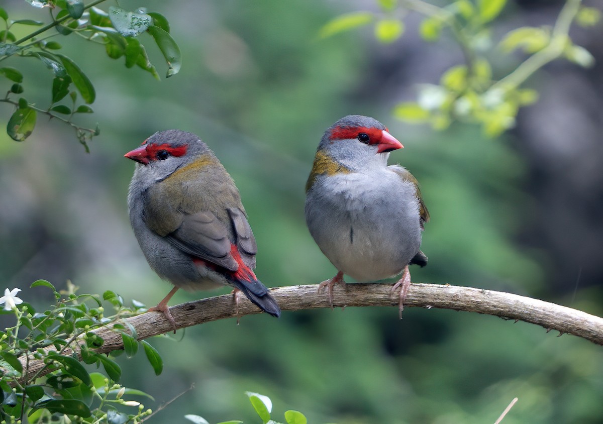 Al Kaşlı Belikınalı - ML645421584