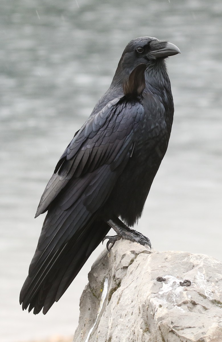 עורב שחור - ML645421587