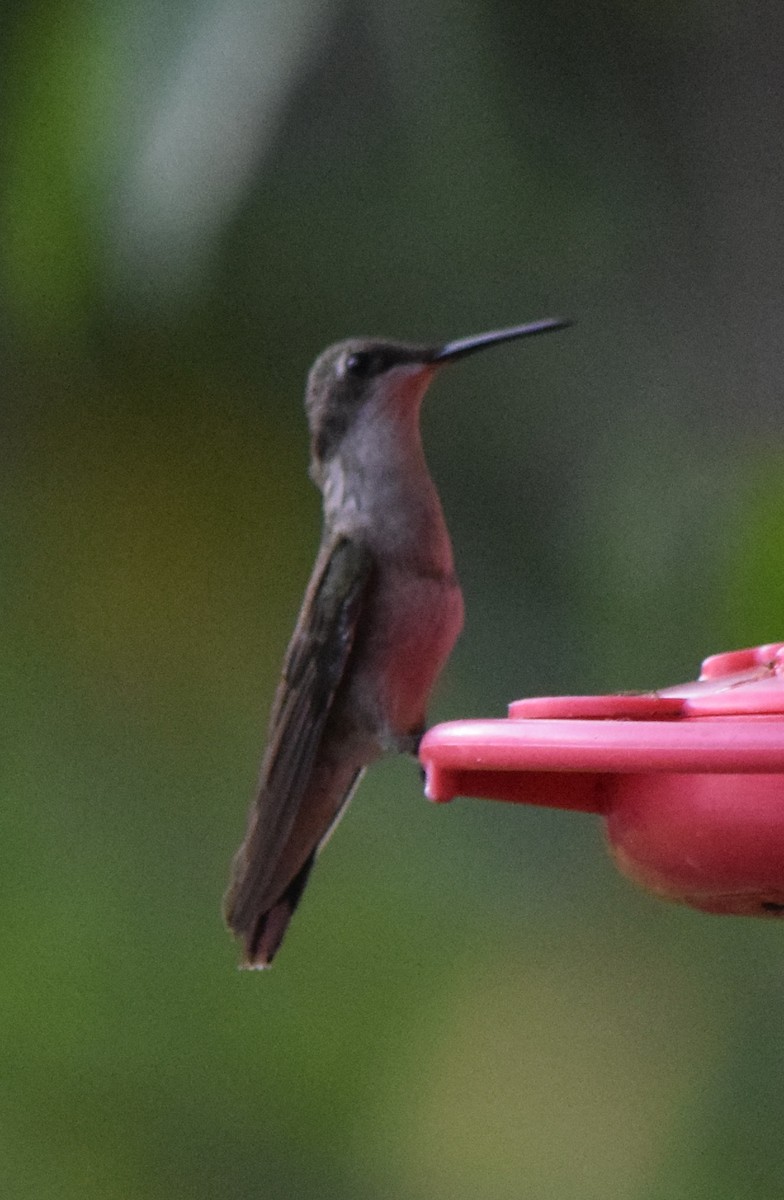 Рубиновогорлый колибри - ML645421590