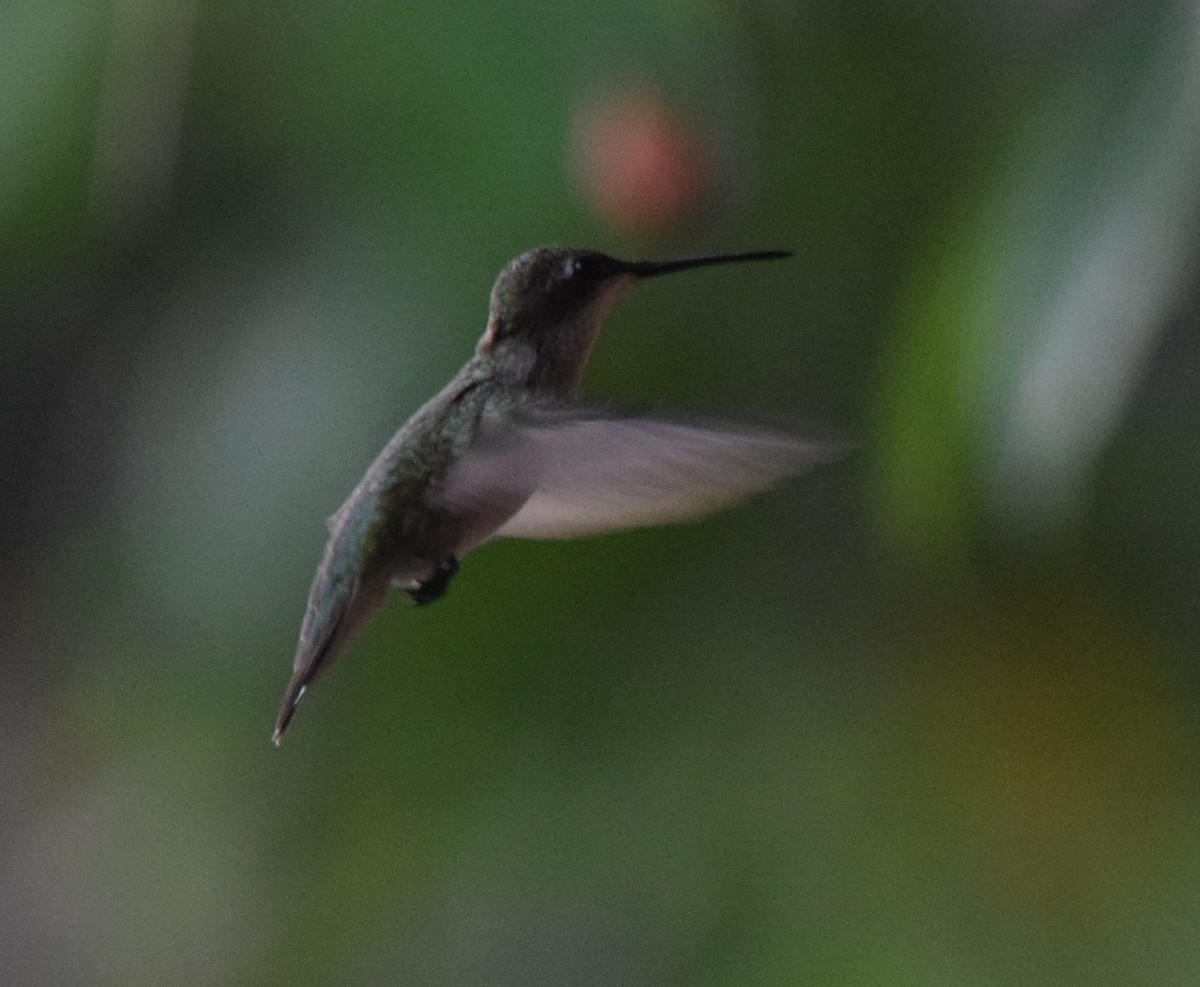 Рубиновогорлый колибри - ML645421591