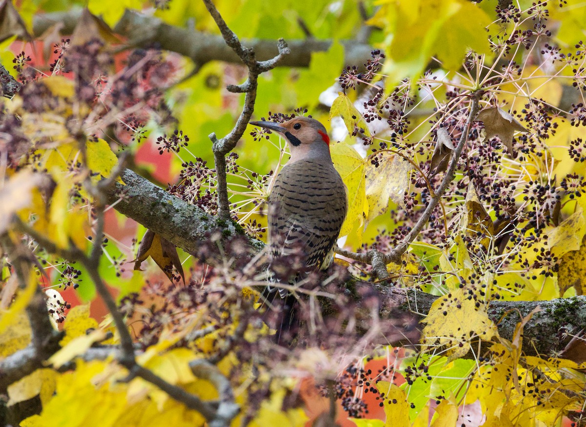 Northern Flicker - ML645421592