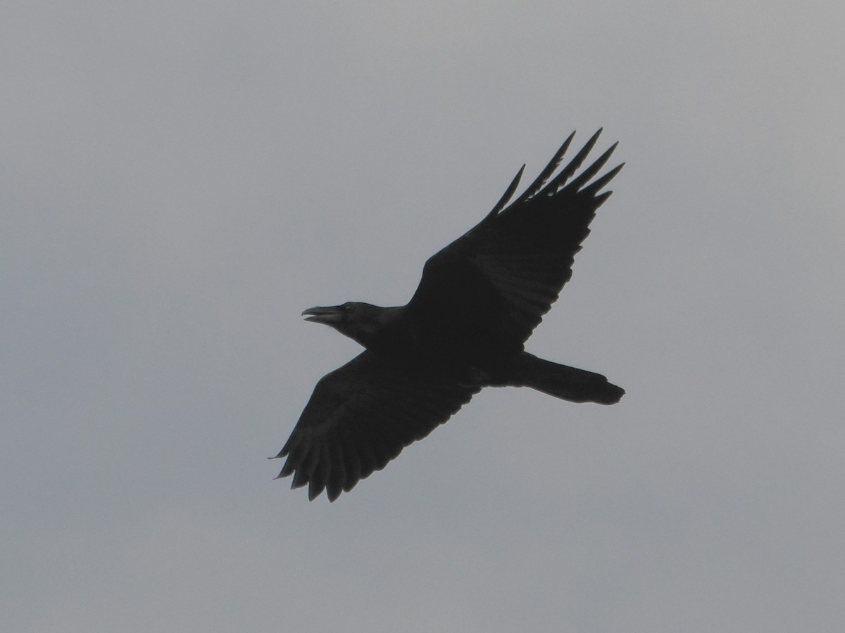 American Crow - ML645421598