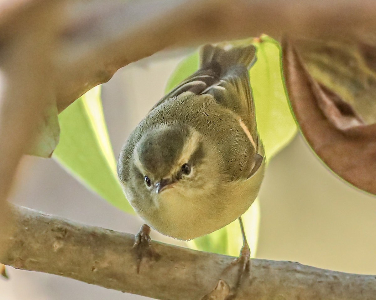 Buff-barred Warbler - ML645421608