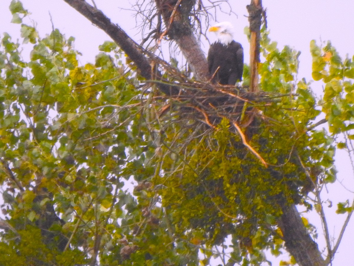 Bald Eagle - ML645421612