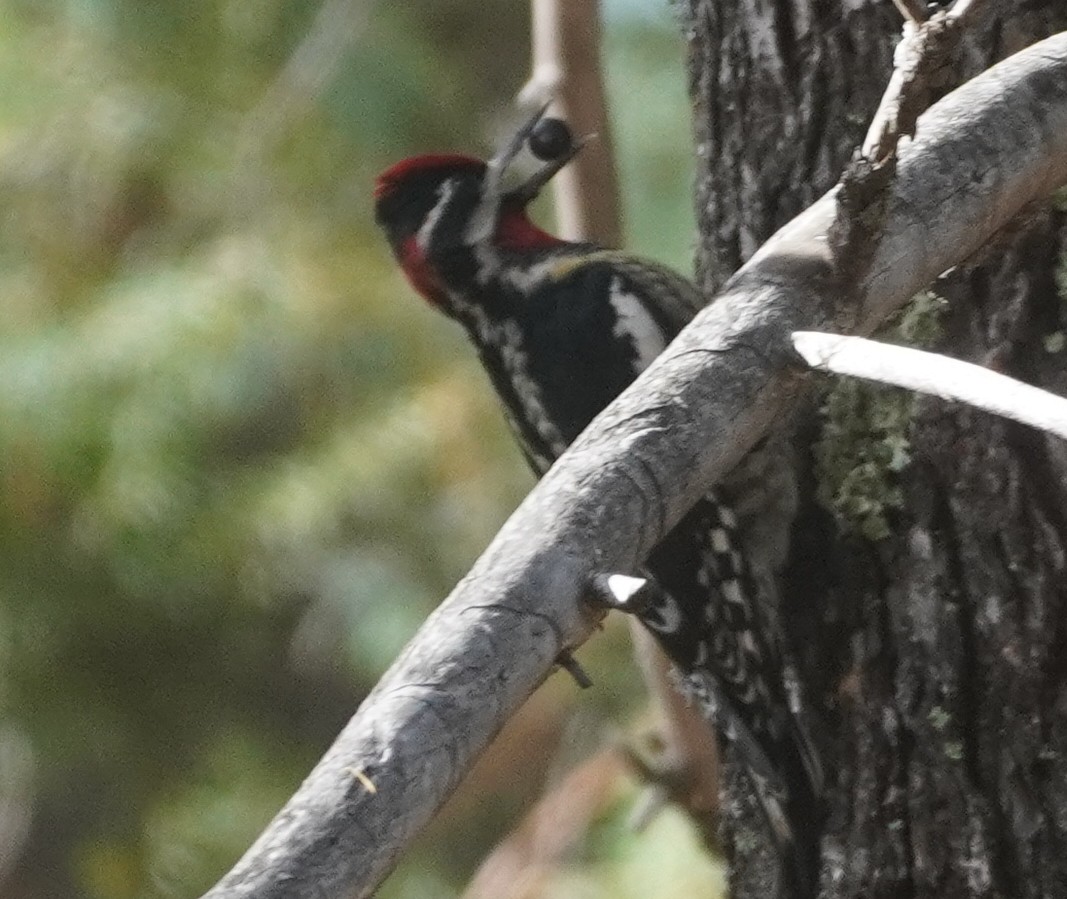 Red-naped Sapsucker - ML645421618