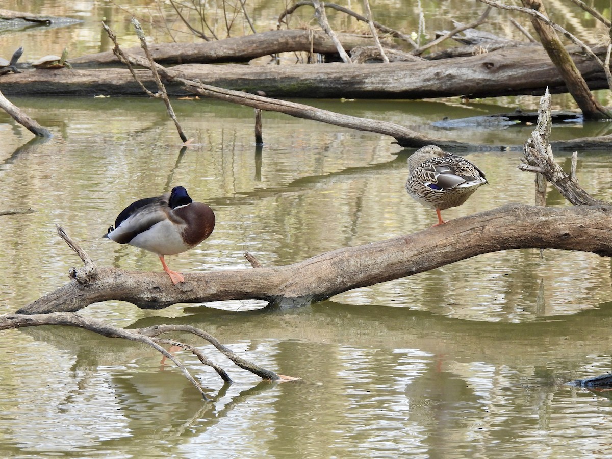 Mallard - ML645421619