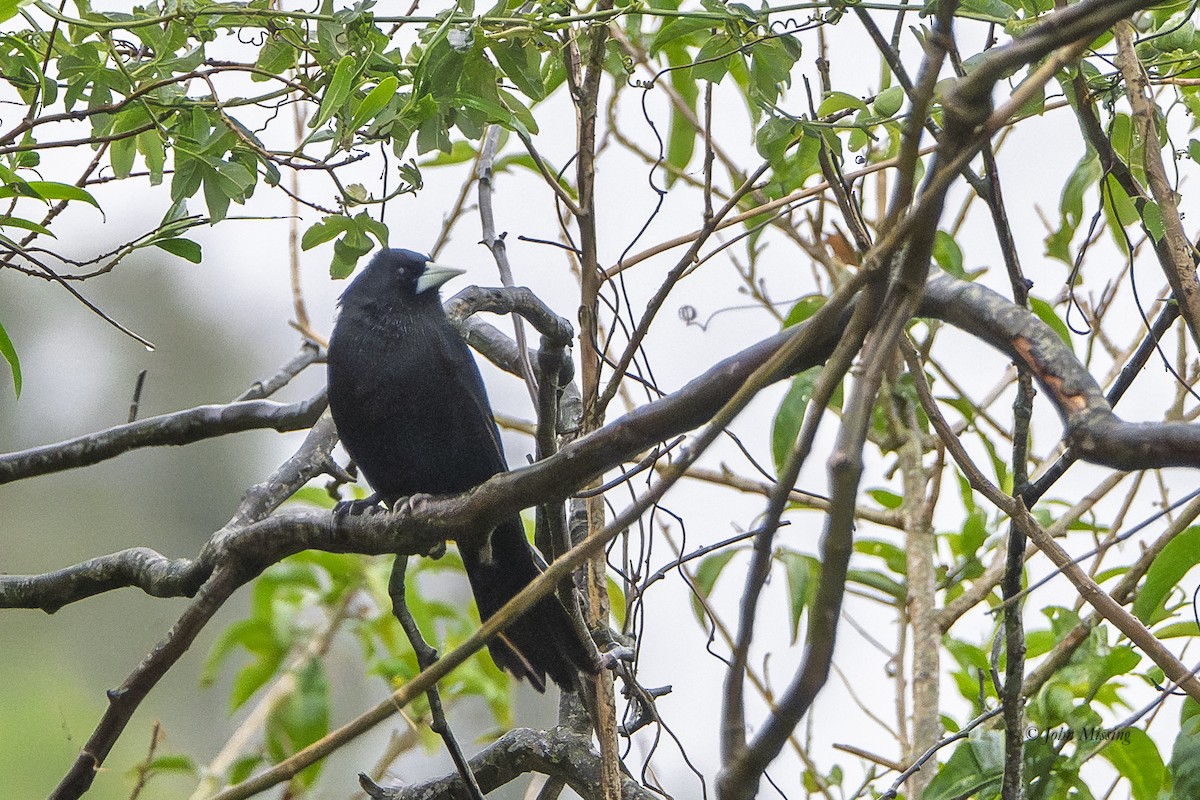 Solitary Black Cacique - ML645421624