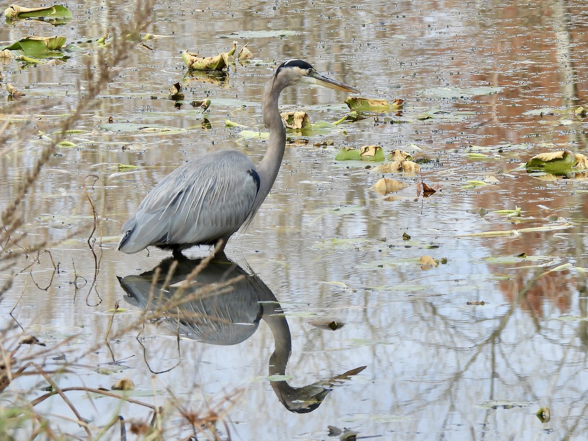 Great Blue Heron - ML645421626