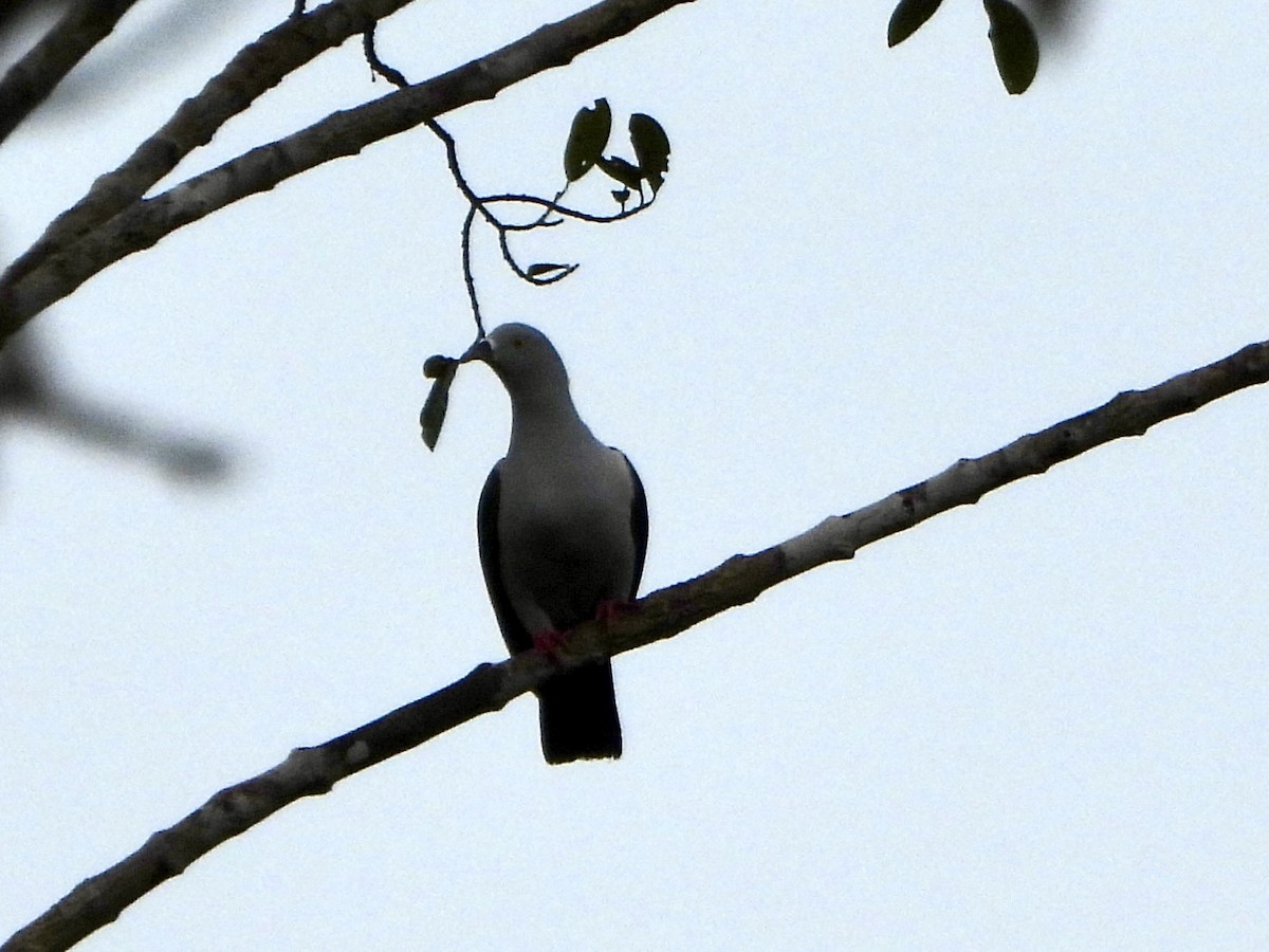 Geelvink Imperial-Pigeon - ML645421640