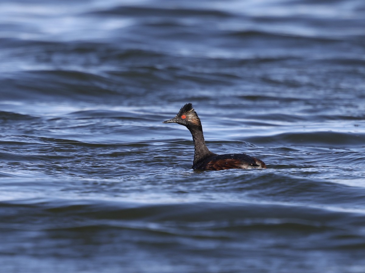 potápka černokrká - ML645421657