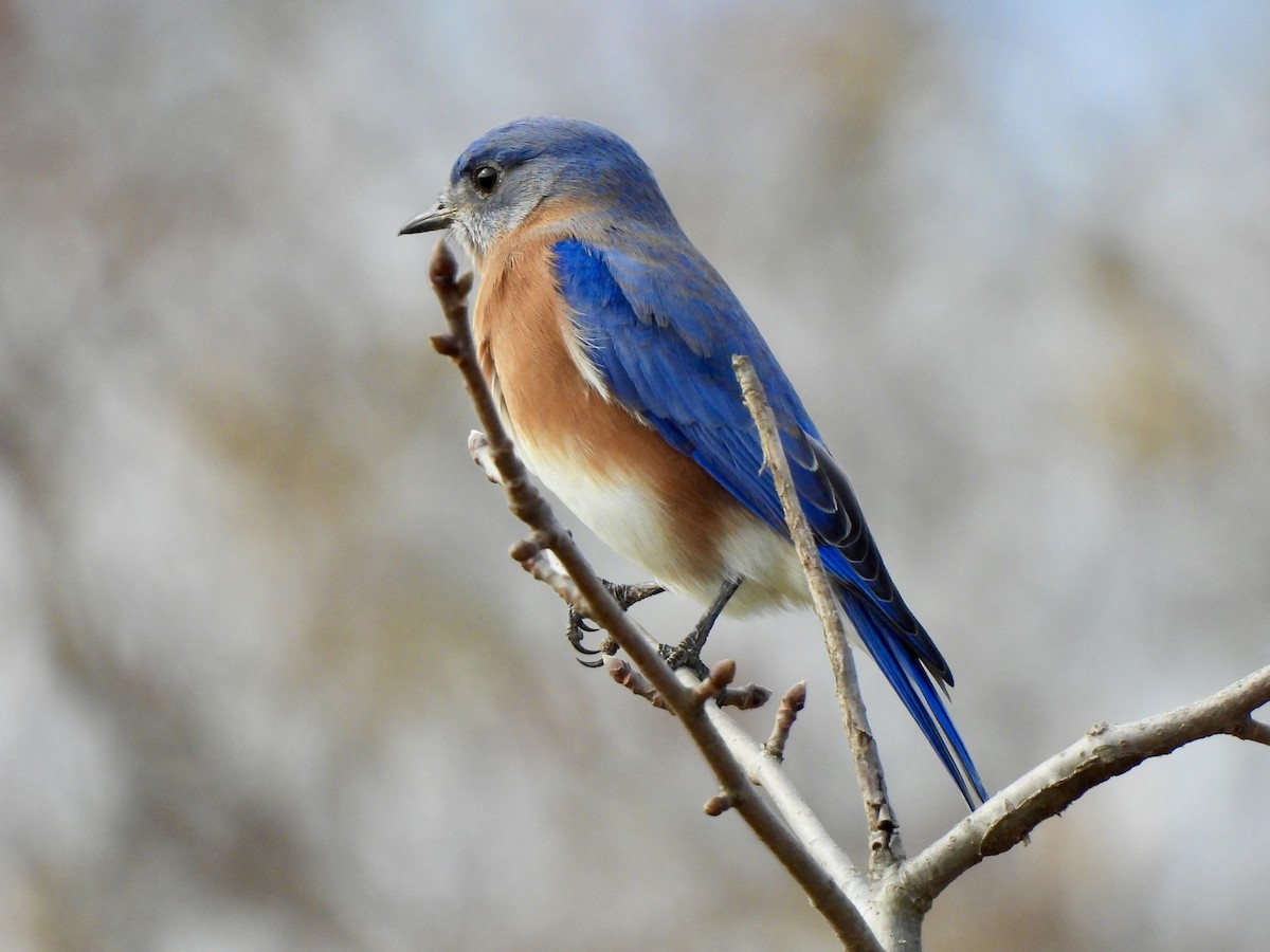 Eastern Bluebird - ML645421661