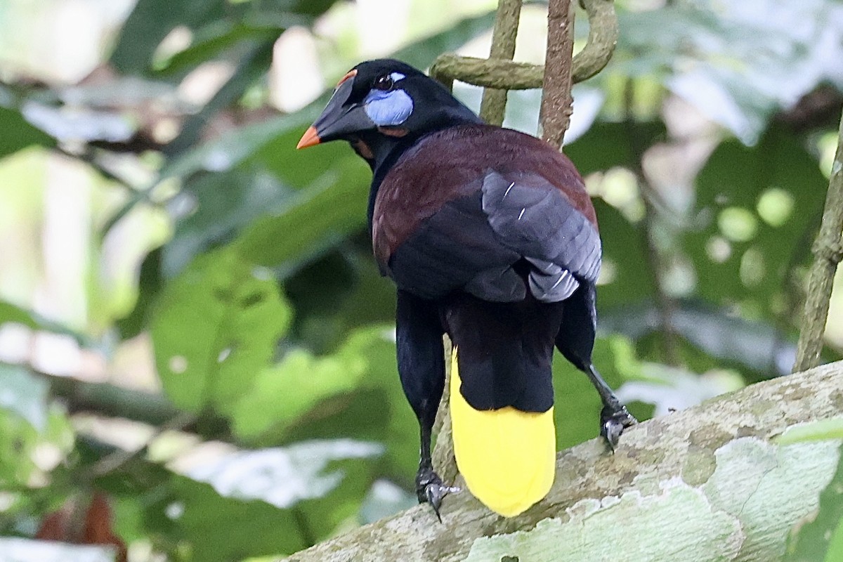 Black Oropendola - ML645421673