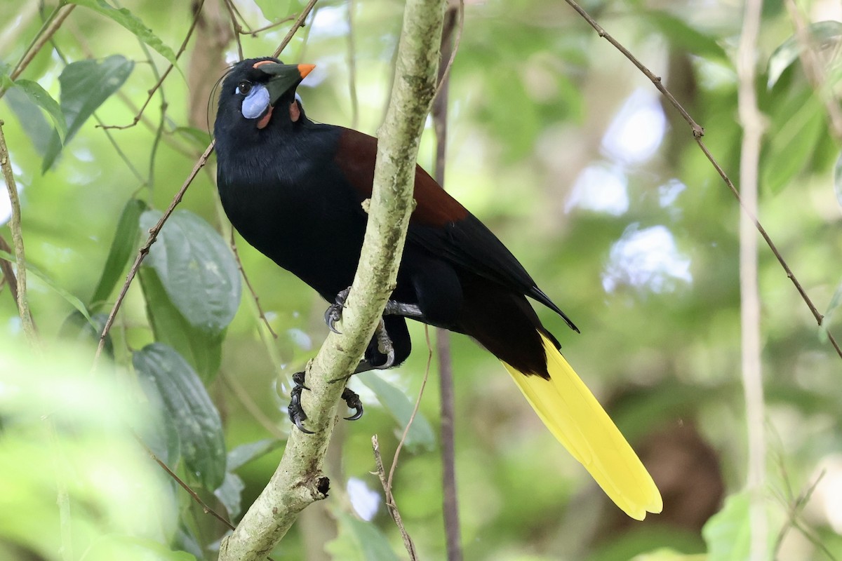 Black Oropendola - ML645421674