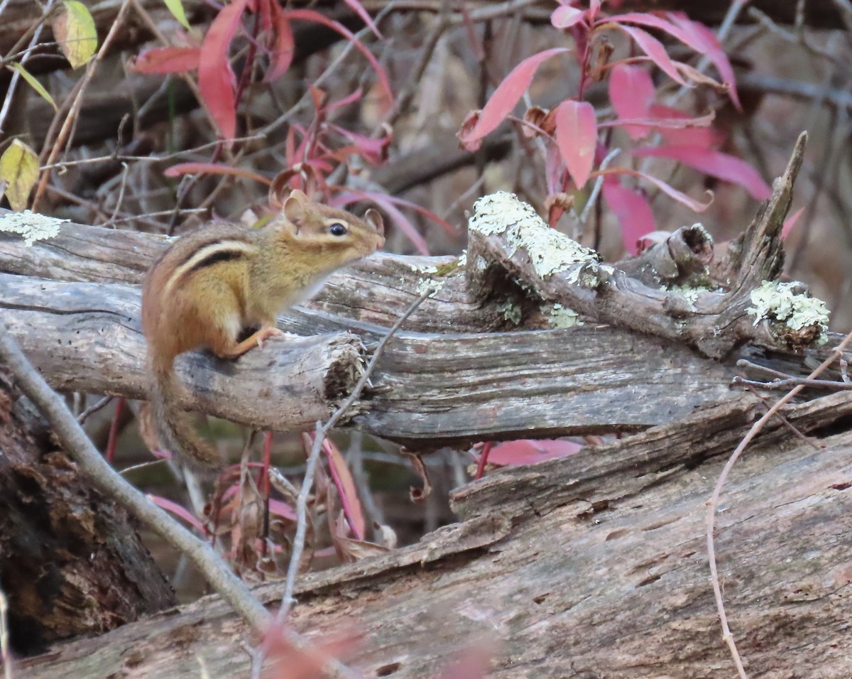Eastern Chipmunk - ML645421690