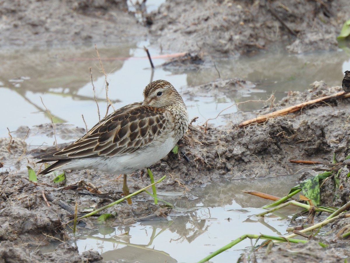 Побережник арктичний - ML645421691
