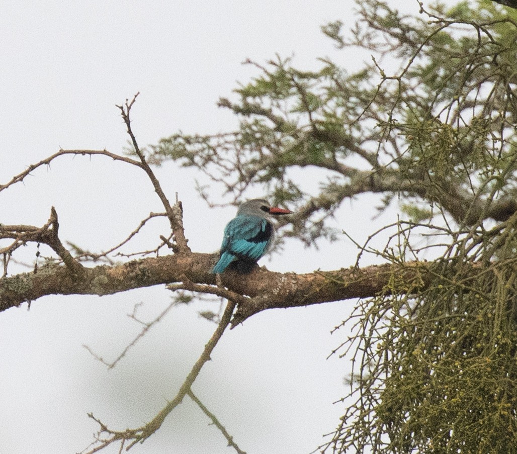 Woodland Kingfisher - ML645421692