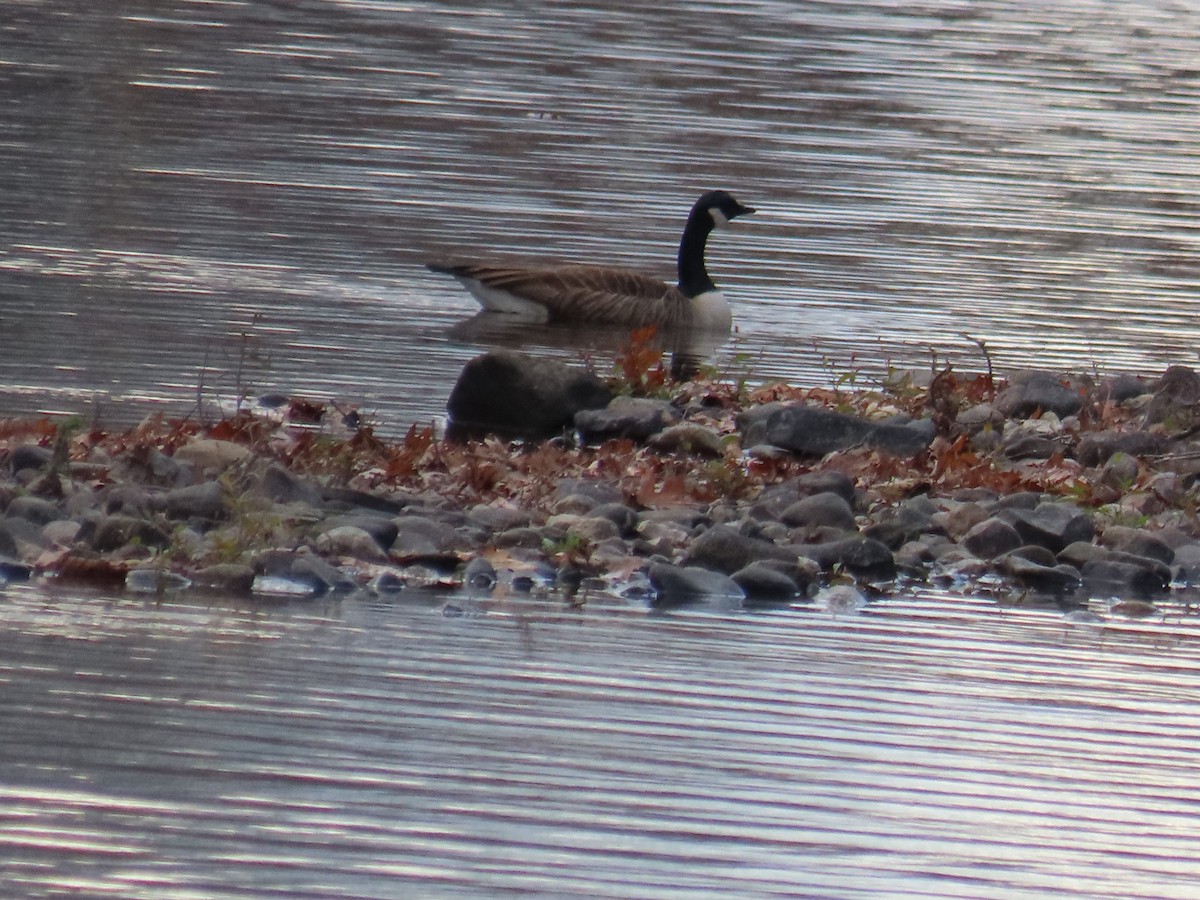 Canada Goose - ML645421711