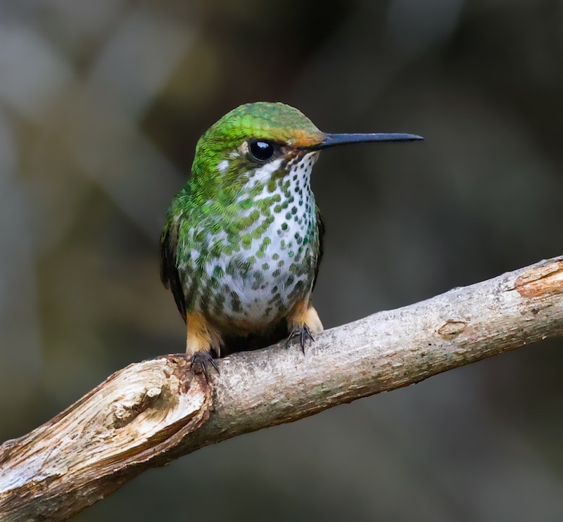 Peruvian Racket-tail - ML645421714