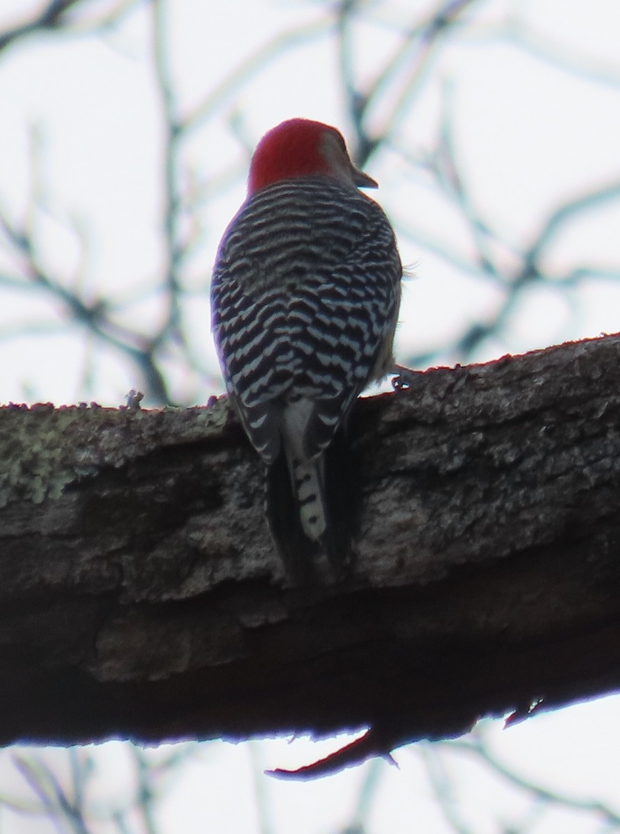 Red-bellied Woodpecker - ML645421716