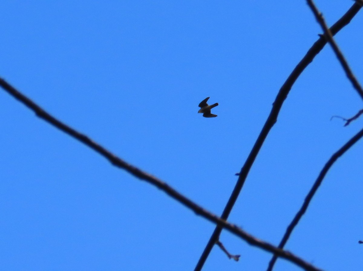 Merlin - ML645421721