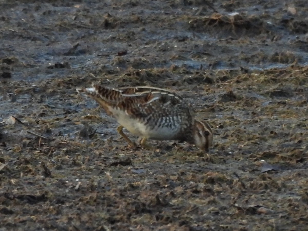 Wilson's Snipe - ML645421723
