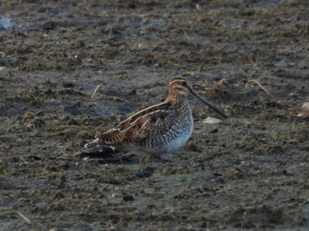 Wilson's Snipe - ML645421724