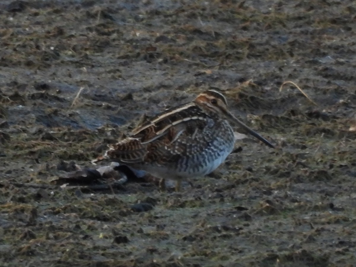 Wilson's Snipe - ML645421725