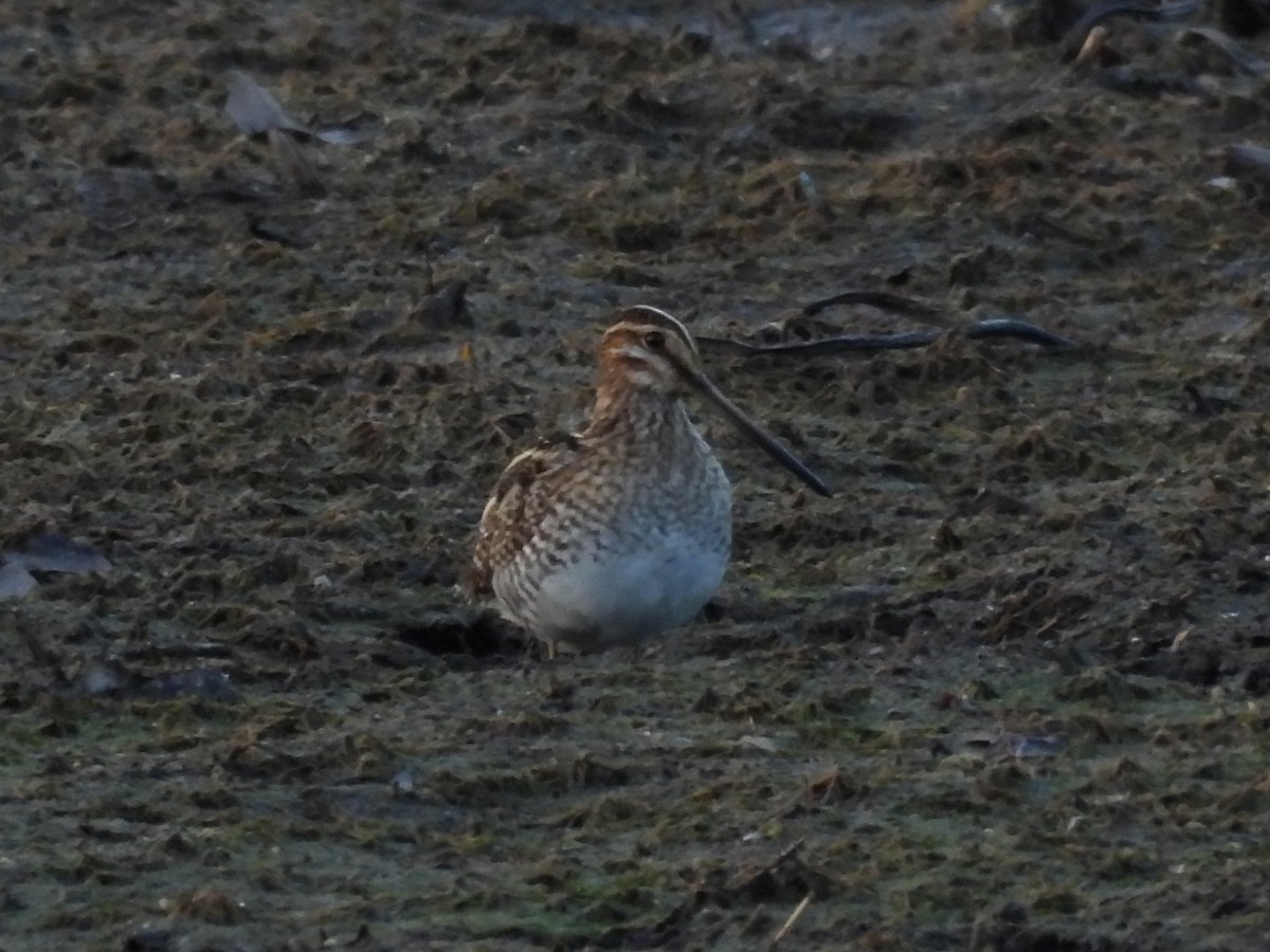 Wilson's Snipe - ML645421726