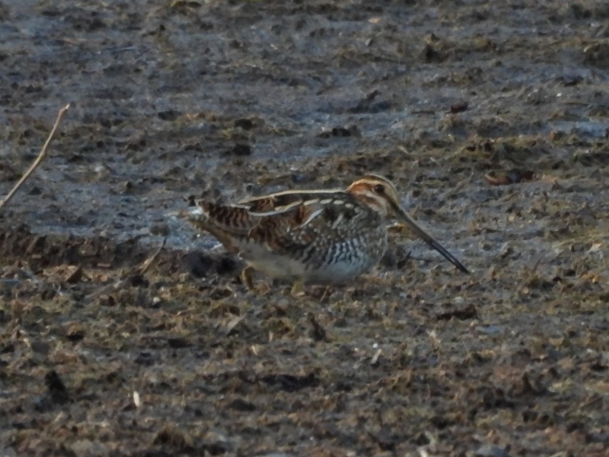 Wilson's Snipe - ML645421727