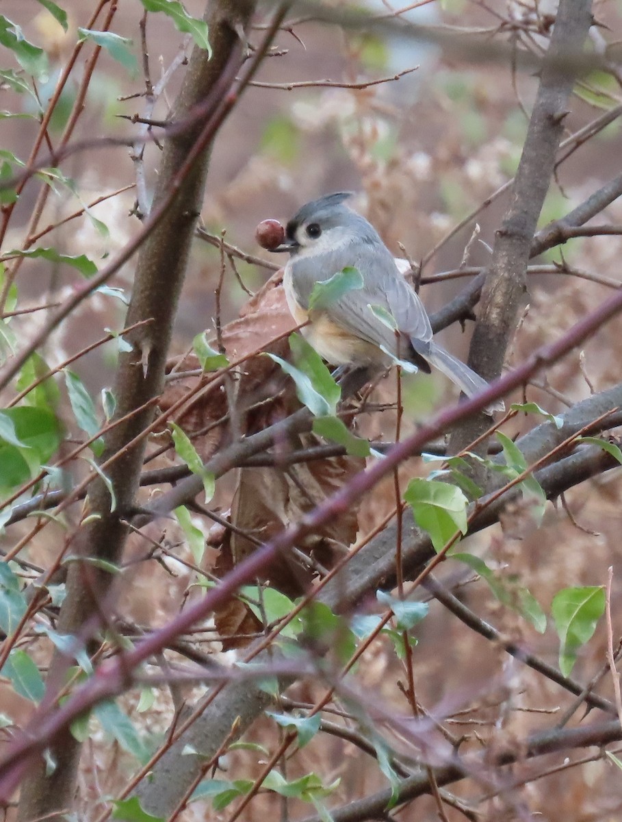 Tufted Titmouse - ML645421731