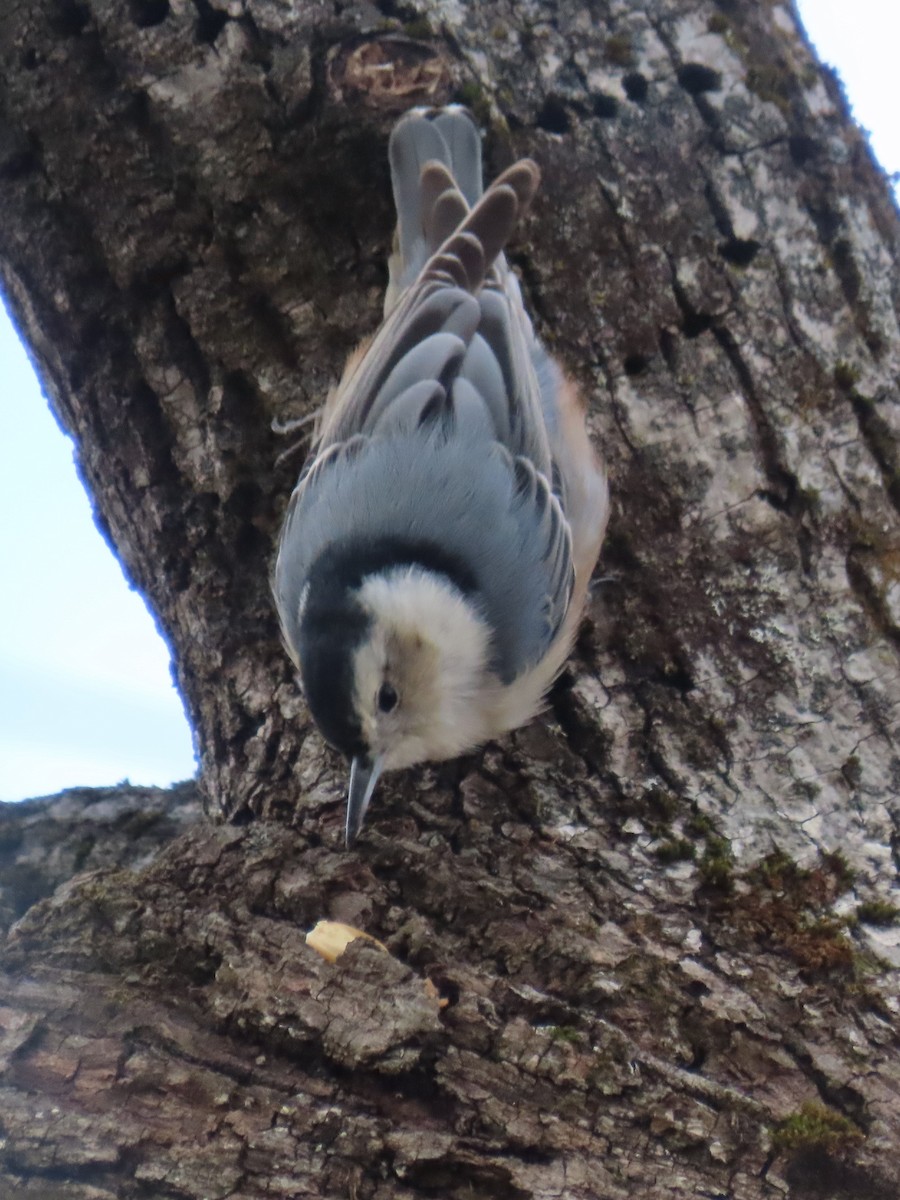 Sittelle à poitrine blanche - ML645421742