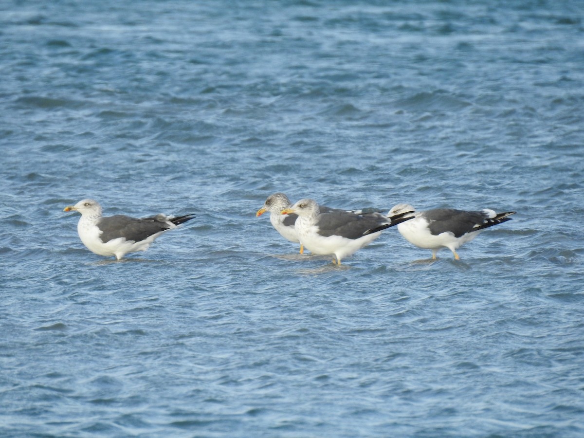 Zafferano - ML645421743