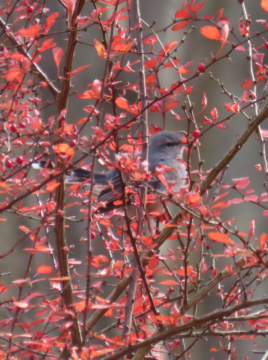חקיינית צפונית - ML645421744