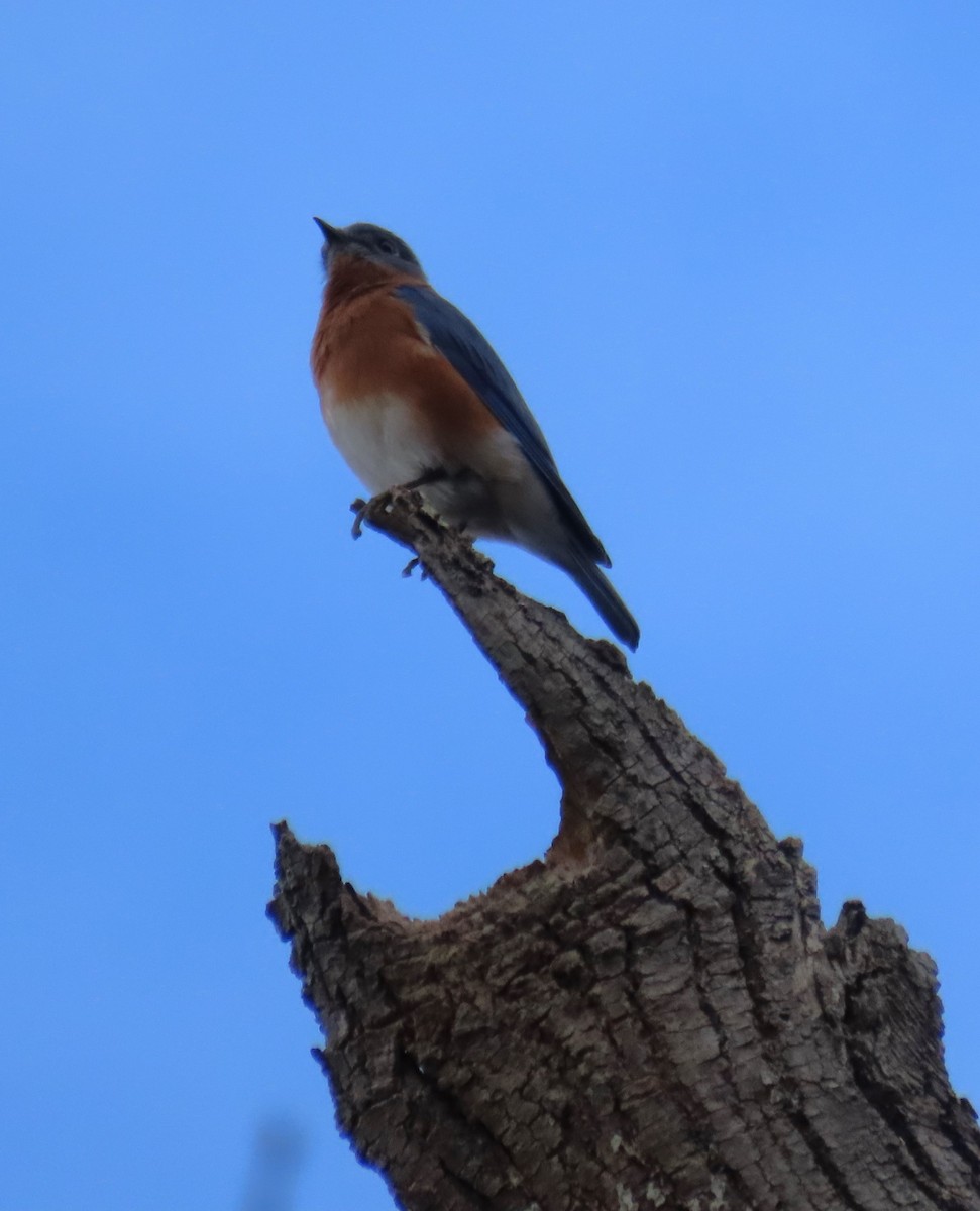 Eastern Bluebird - ML645421756