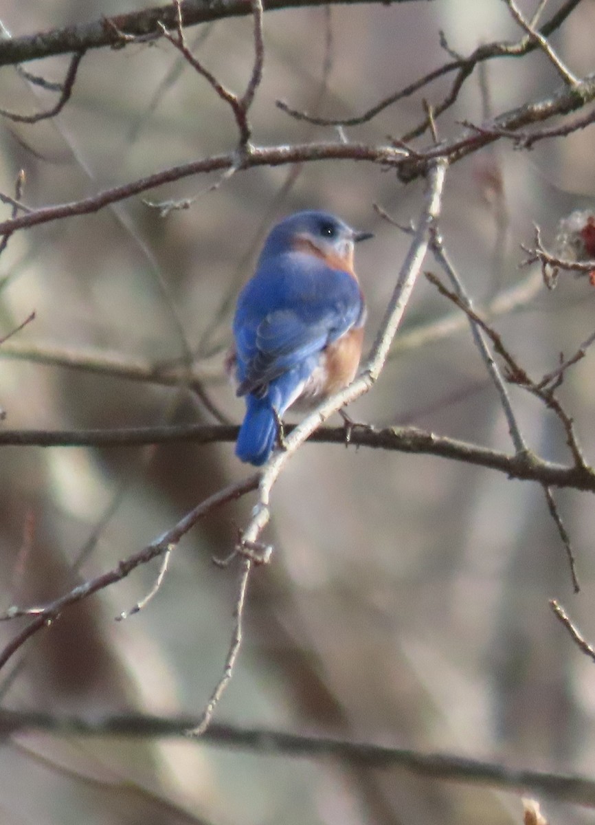 Eastern Bluebird - ML645421757