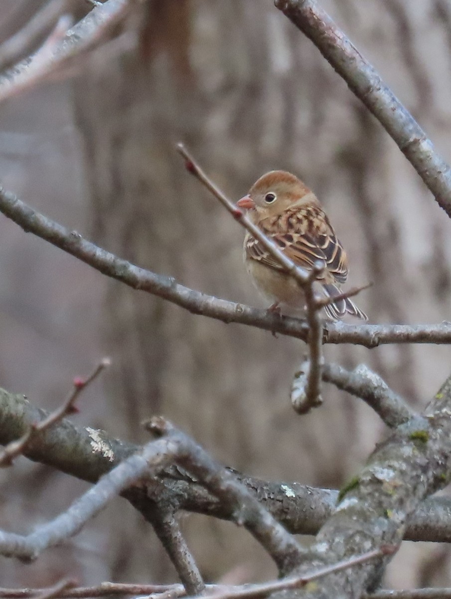 Field Sparrow - ML645421764