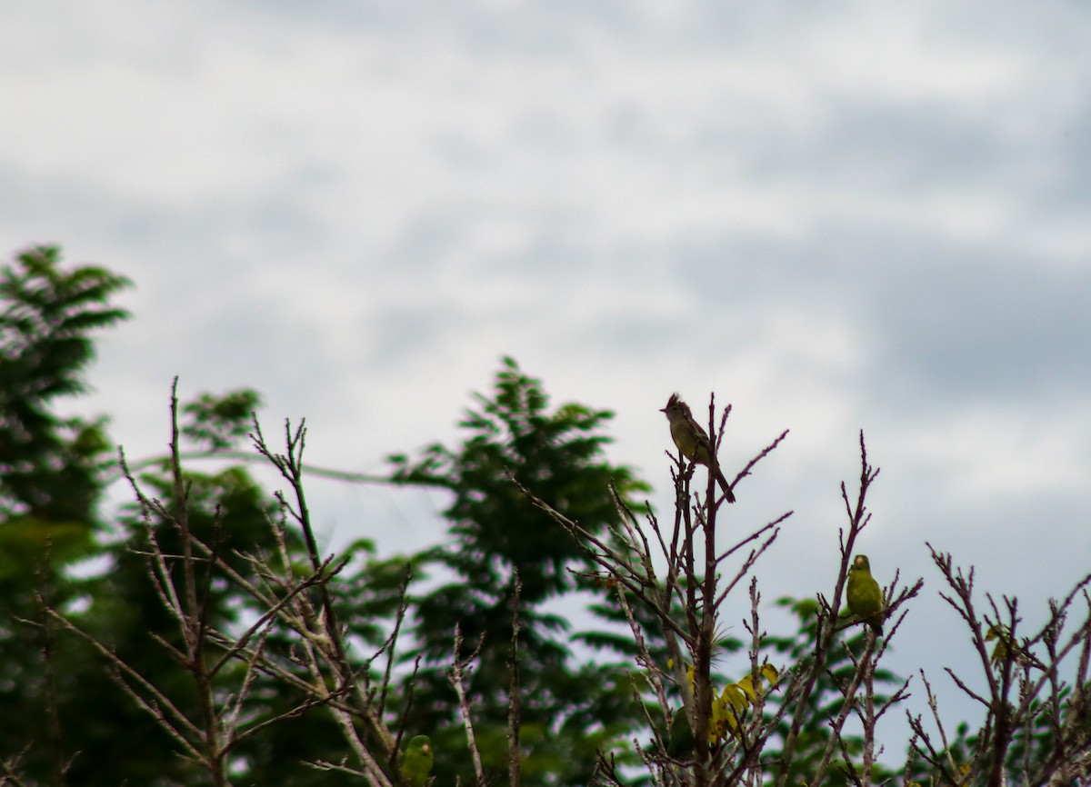 Желтобрюхая эления - ML645421770