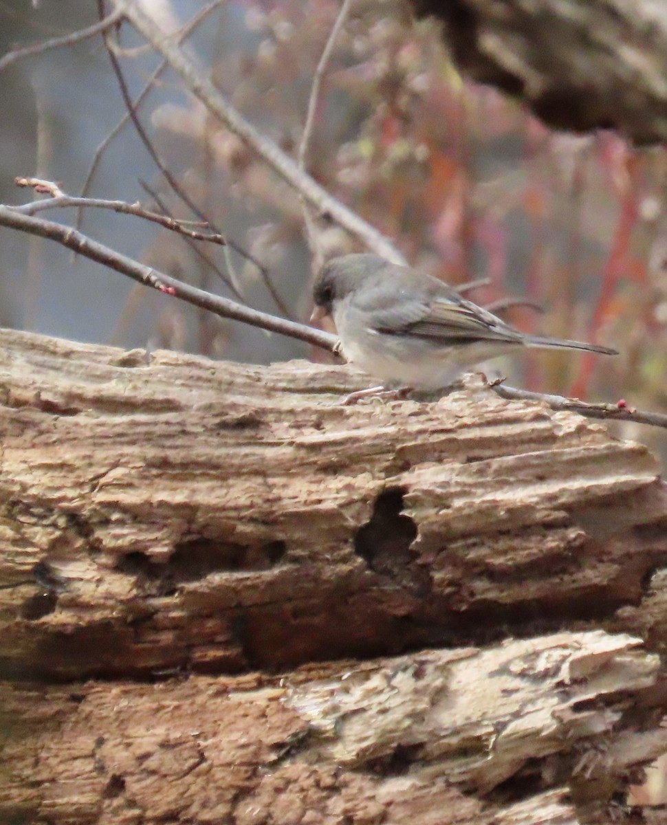 Dark-eyed Junco - ML645421774