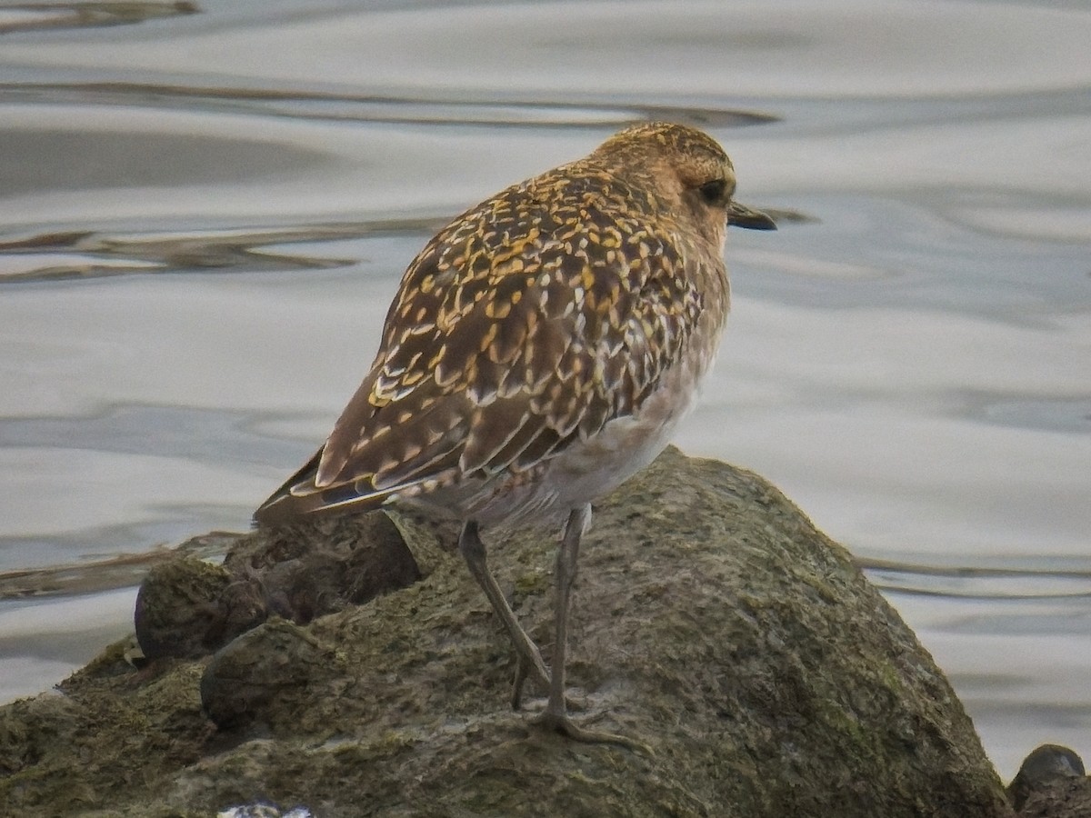 Pacific Golden-Plover - ML645421775