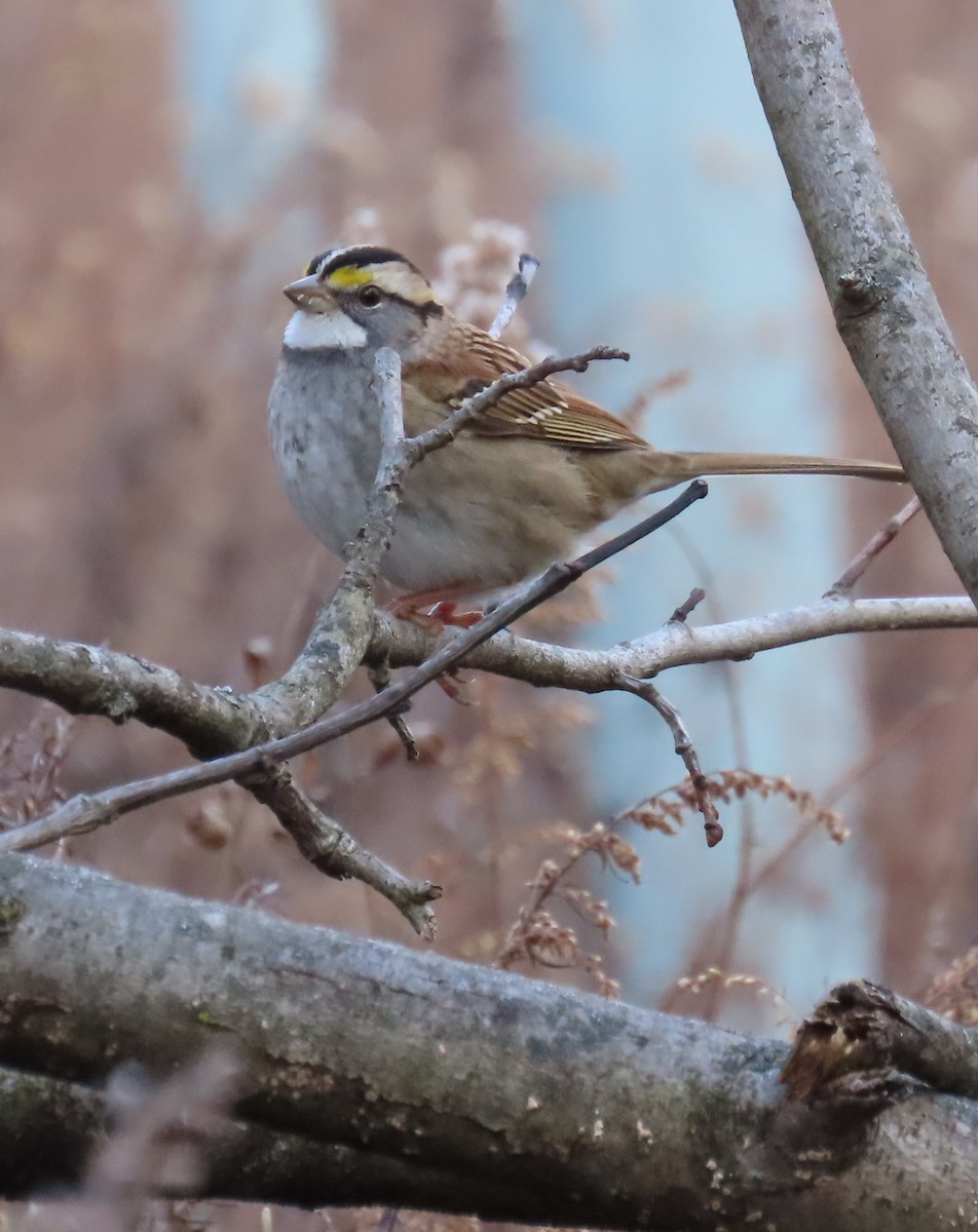 White-throated Sparrow - ML645421813